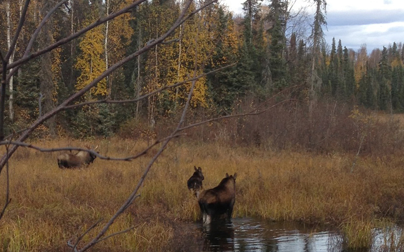 Moose at the pond