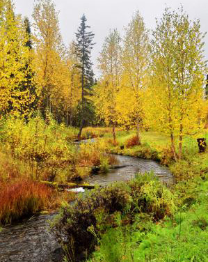 Beautiful fall landscape near Talkeetna, Alaska